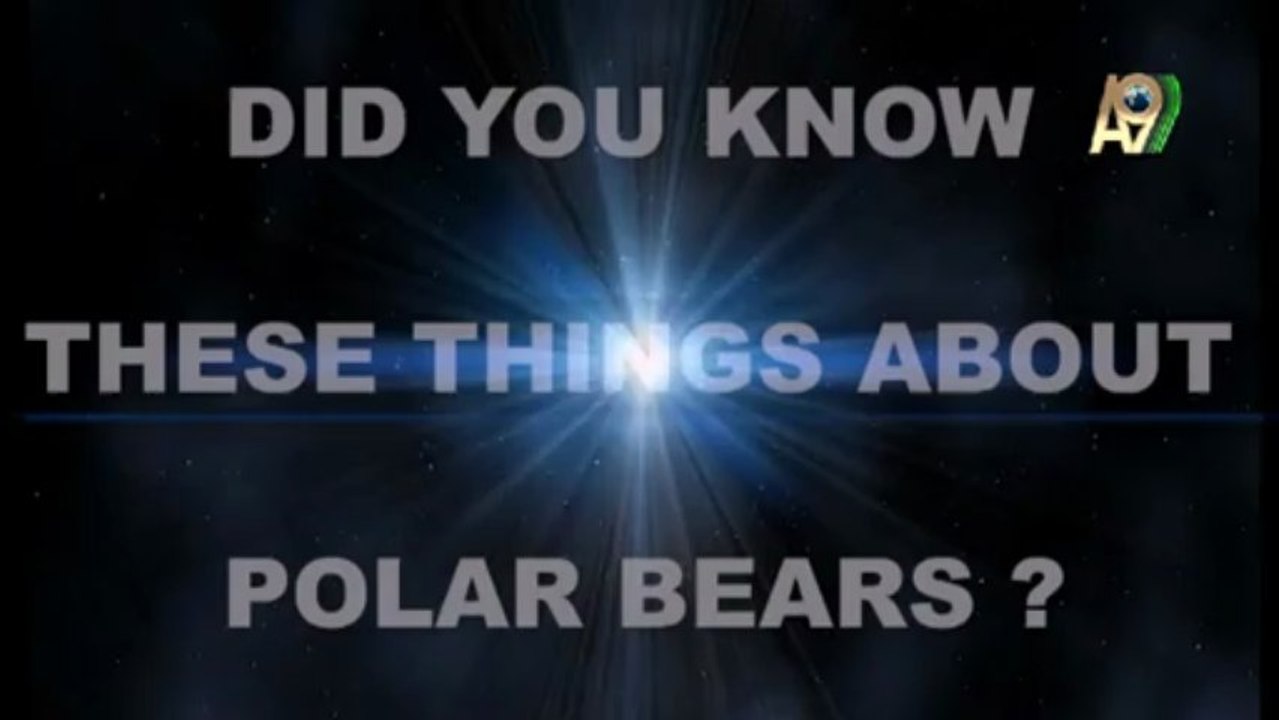 Did you know these things about polar bears
