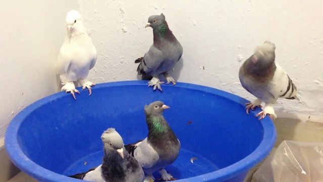 arkatepe mavi güvercin sefer kuşu ferdi bayrak 05354829474