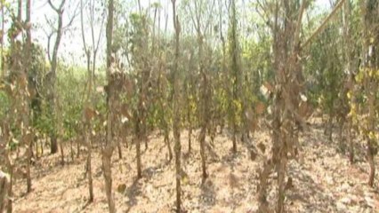 Drought lays waste to Kerala's lush farms