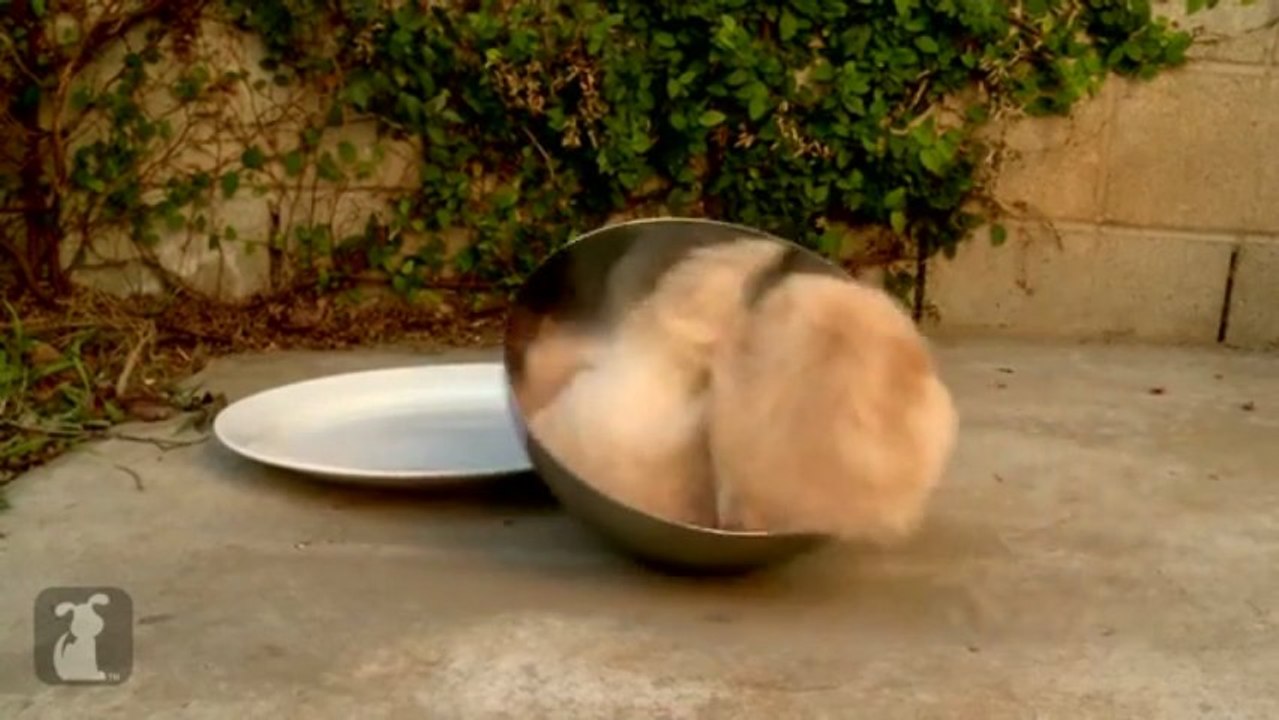 Puppy Gets Stuck In A Bowl