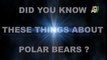 Did you know these things about polar bears?