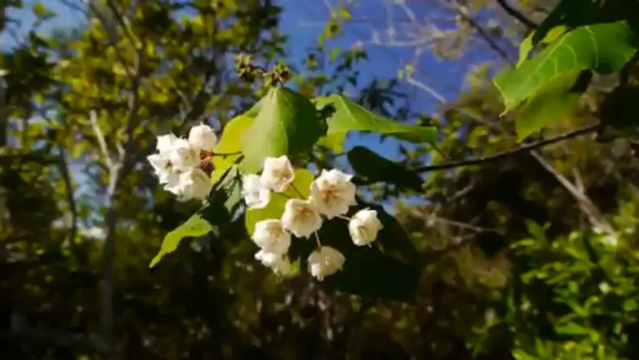 Ene ti bisou - MAXIME MANY