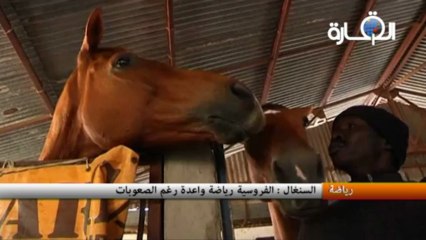 السنغال : الفروسية رياضة واعدة رغم الصعوبات