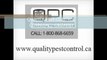 Quality Pest Control - Ottawa Bed Bugs - pest control Cornwall, ON