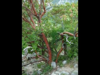 Cirali beach and Olympos