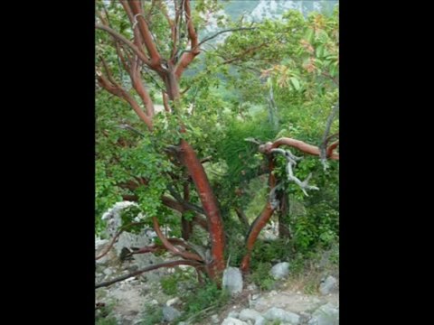 Cirali beach and Olympos