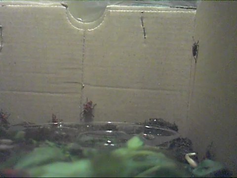 |Time Lapse| Les gendarmes à Saint Tropez