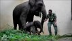 Endangered Sumatran elephant born in captivity