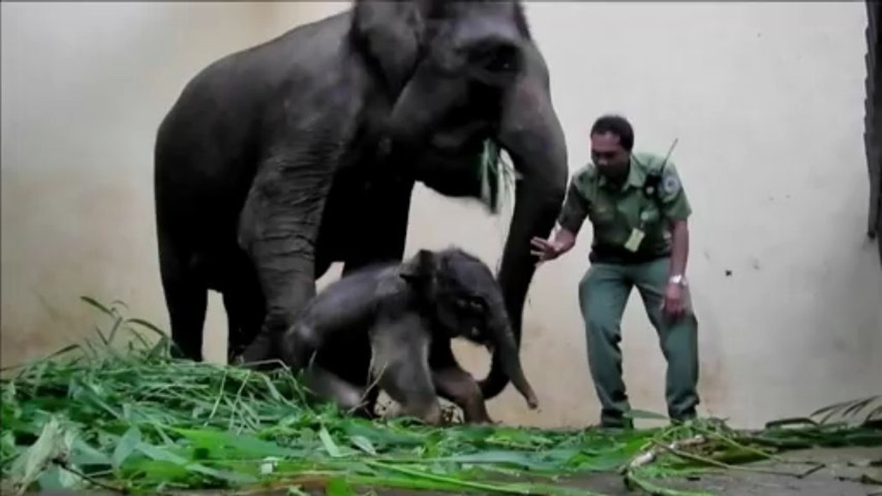 Endangered Sumatran elephant born in captivity