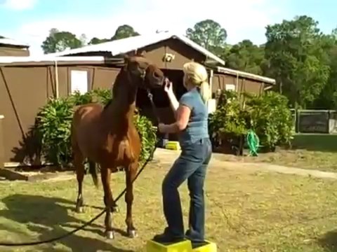 Portable Mounting Blocks for Horse Stables and Shows