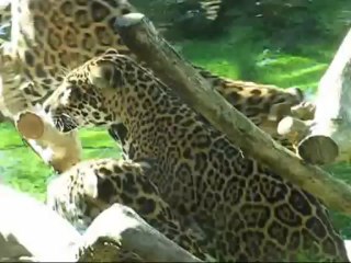 Jaguars San Diego Zoo April 2013