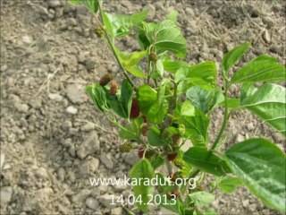 Laçin Dut Bahçesi: Dut Ağacı ve Doğa Keyfi 🌿