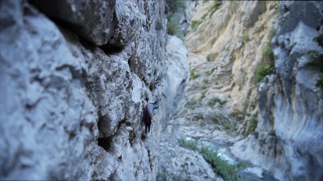 L'oiseau papillon BA