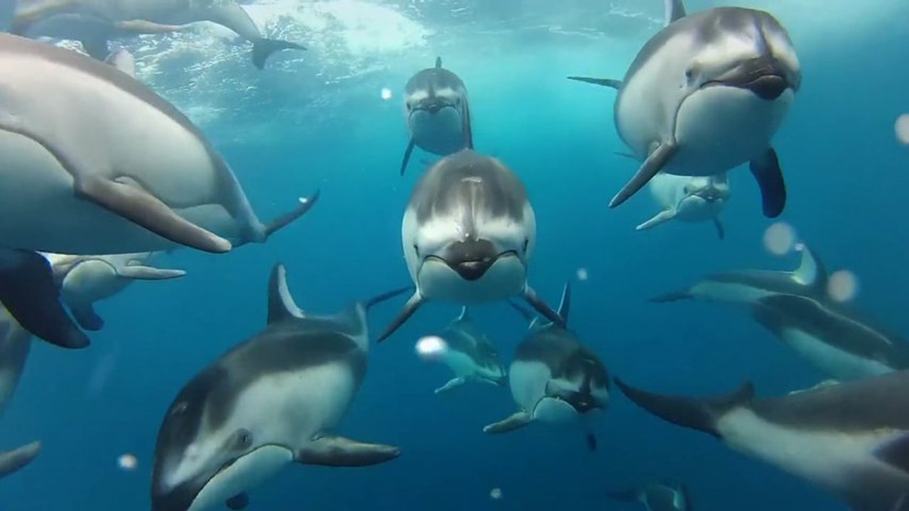 GoPro - Swimming with Dolphins - 2013