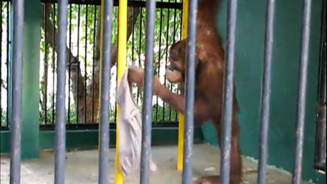 Singe vole un tee-shirt et l'enfile comme un humain