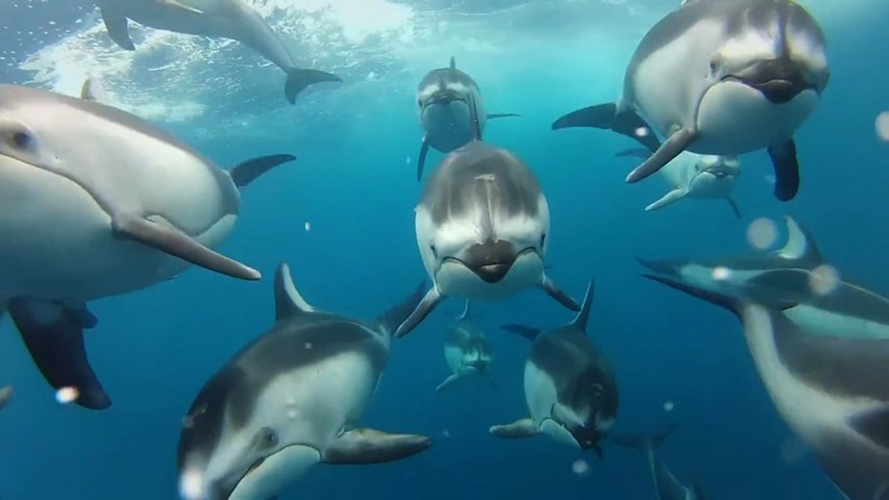 Swimming with Dolphins