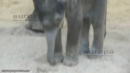 El bebé elefante asiático del Zoo, bautizado como Buba