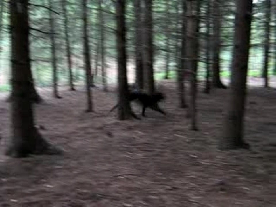 2 canécorso dans les bois