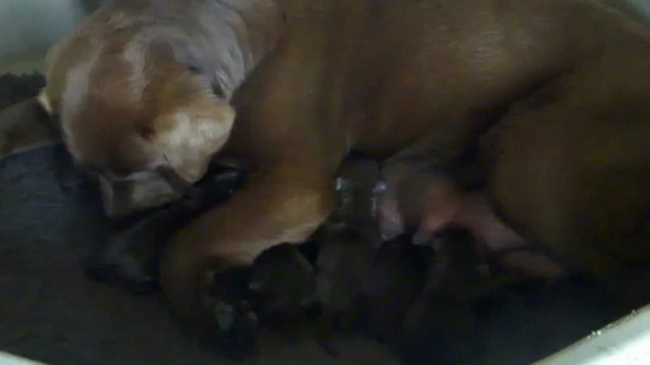 Les labradors chocolat à la naissance