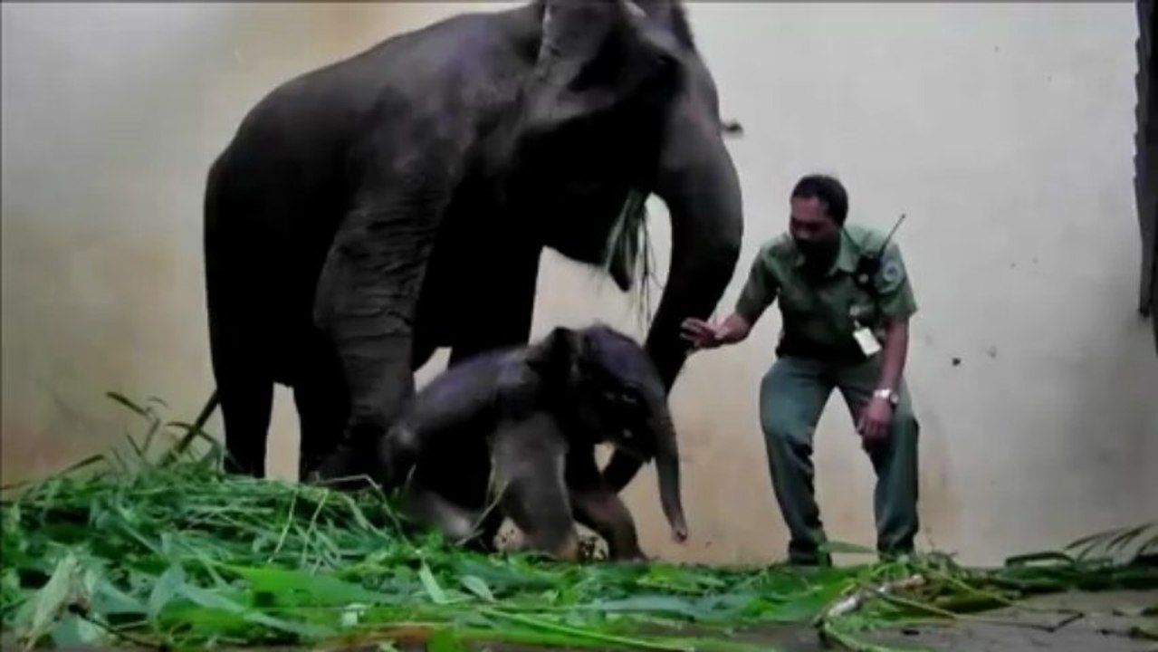 Indonésie: naissance en captivité d'un éléphanteau de Sumatra