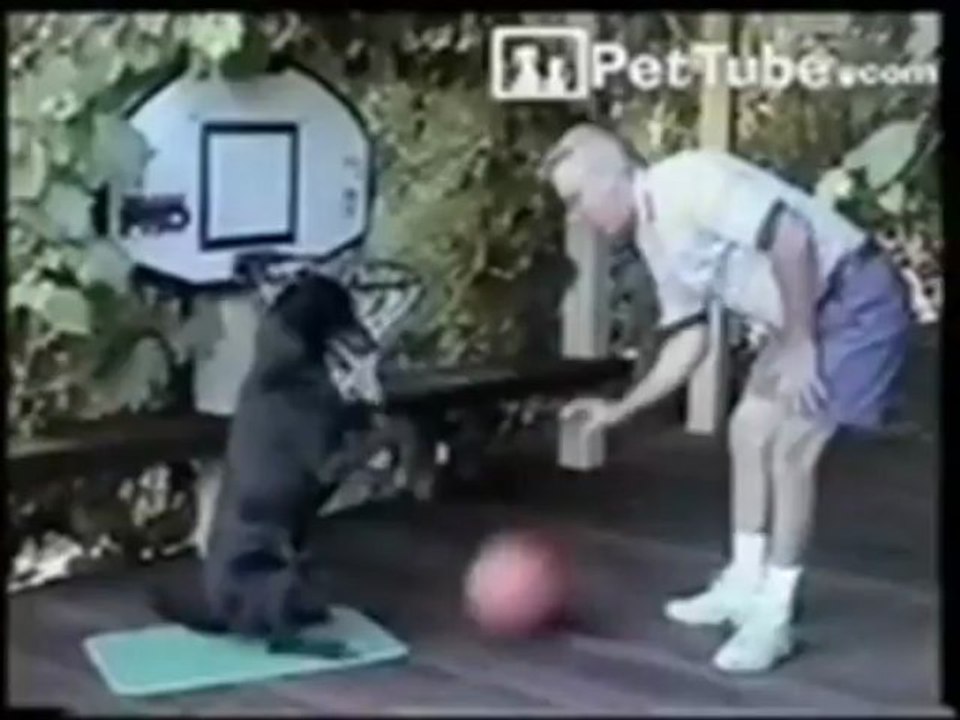 Basket dog