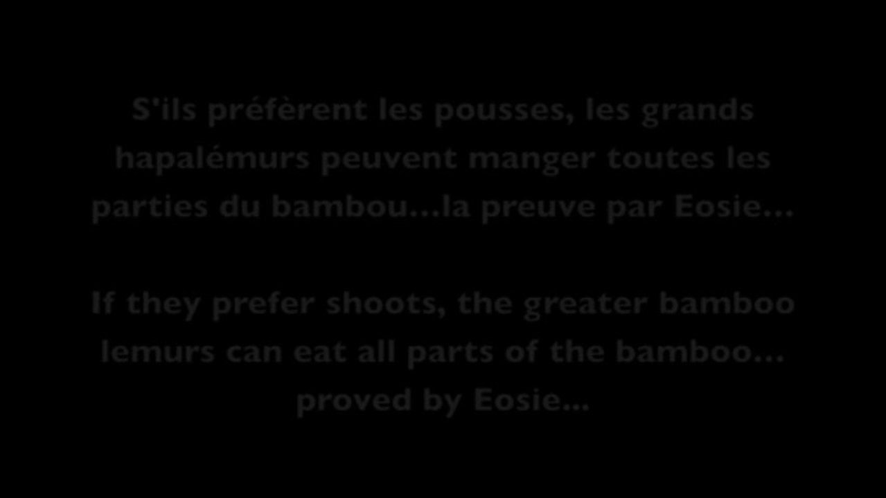 Tout est bon dans le Bambou