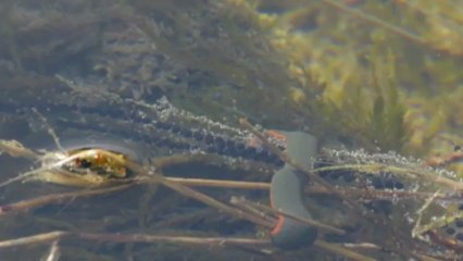 Haemopis Sanguisuga et œufs de Bufo calamita