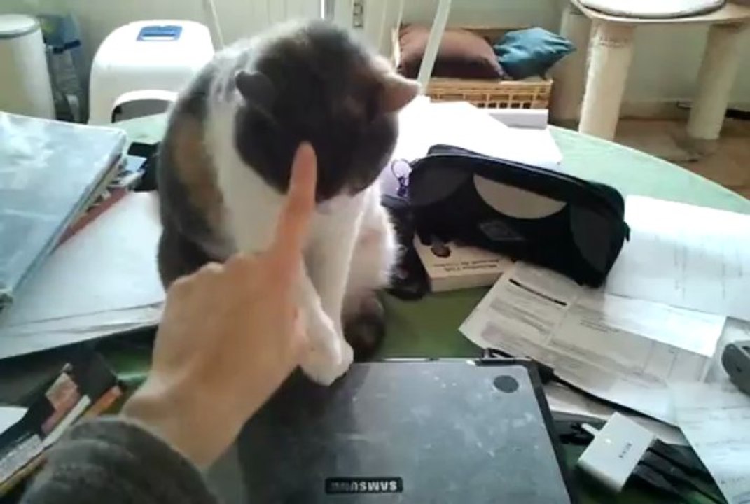 Ayamé, chatte adulte à l'adoption