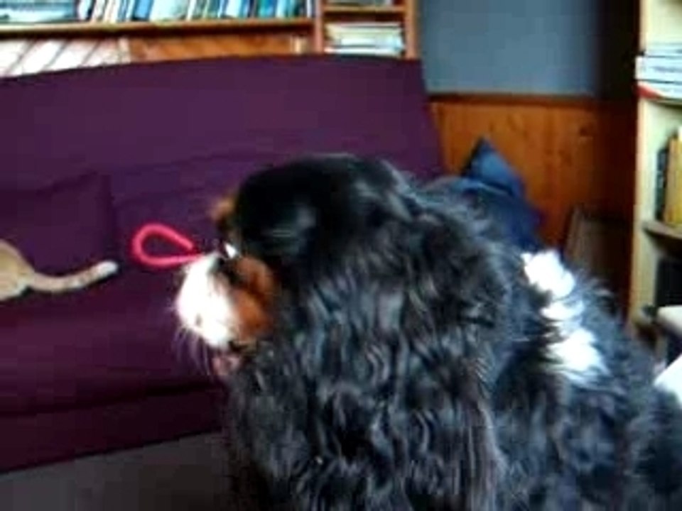 Oh My Dog !! xD