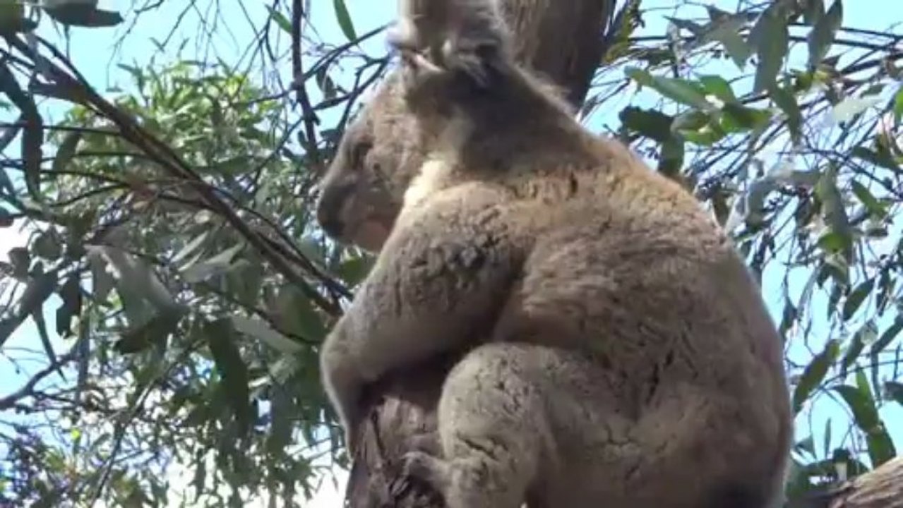 Ceux qui oz faire kangourou island, et le centre rouge.