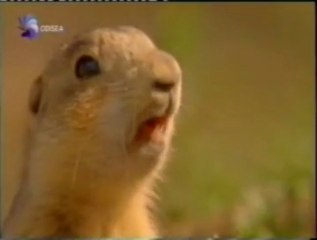 Comunicacion social: Perros de la pradera