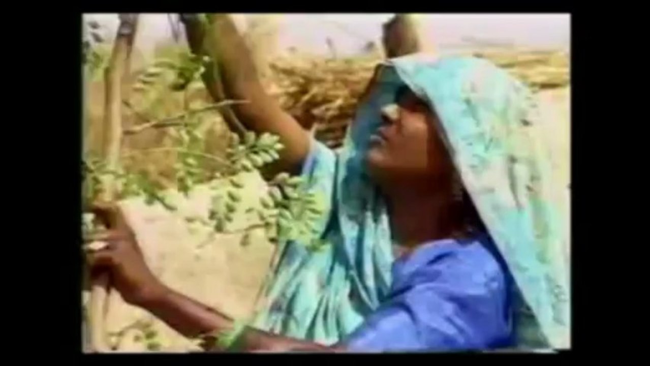 Moringa medicine - best mothers friend