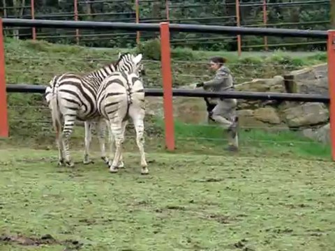 Première rencontre entre zèbres au Zoo de Pont-Scorff
