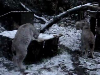 Première neige 2013 au Zoo de Pont-Scorff