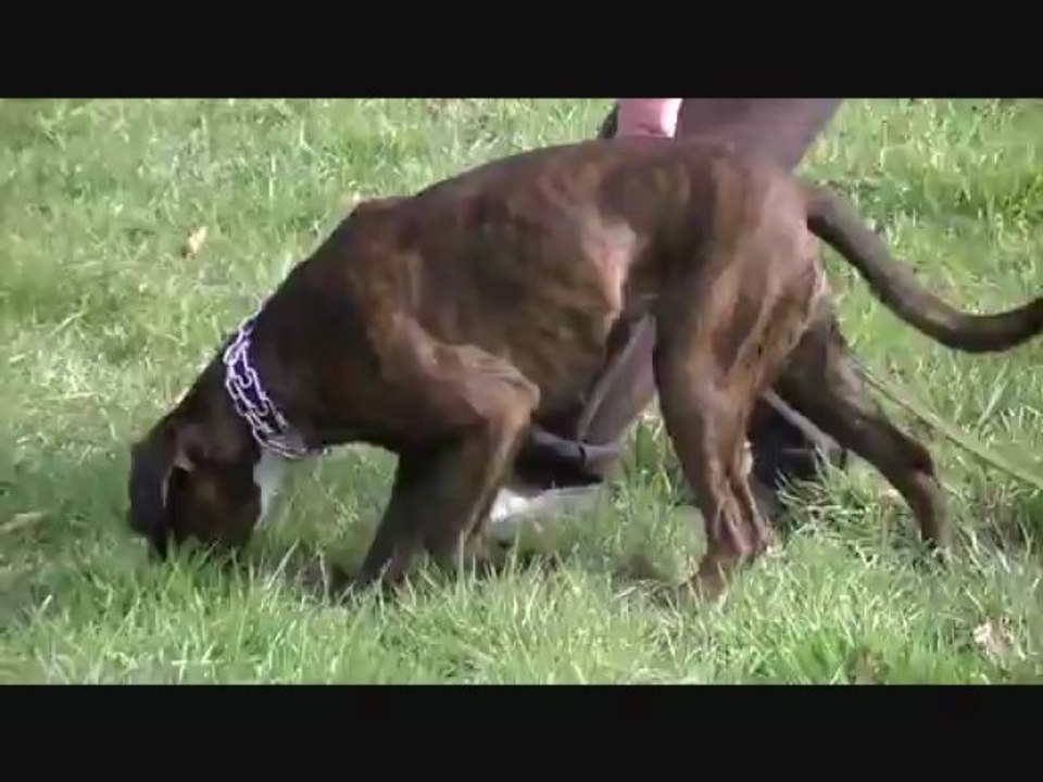 GLAMOUR 20 mois entrainements OB et PISTAGE RCI