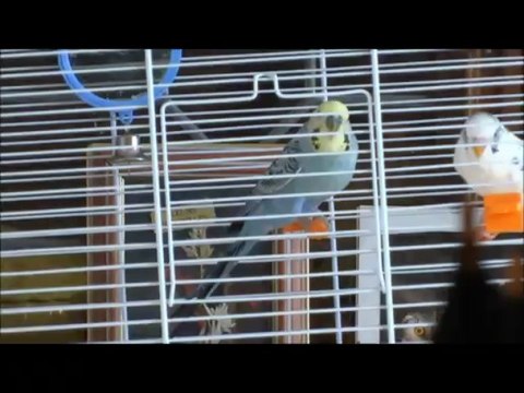 Chant de mes Perruches