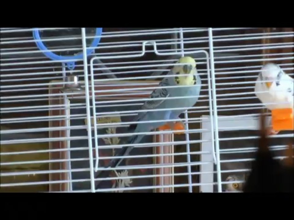 Chant de mes Perruches