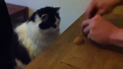 Chat qui joue au Bonneteau