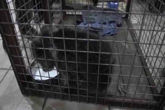 Yaralı ayı yavrusu korumaya alındı