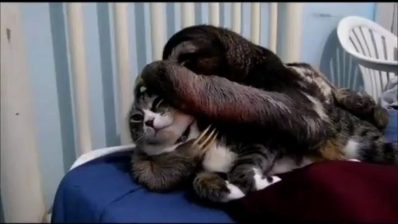 Paresseux fait des câlins à un chat