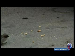 دراسة: الطيور تستخدم اعقاب السجائر لبناء اعشاشها