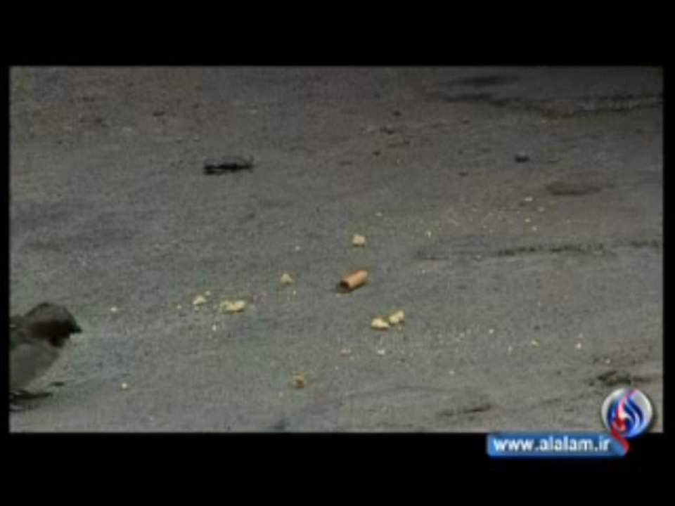 دراسة: الطيور تستخدم اعقاب السجائر لبناء اعشاشها