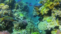 Robots May Repair Damaged Reef Corals