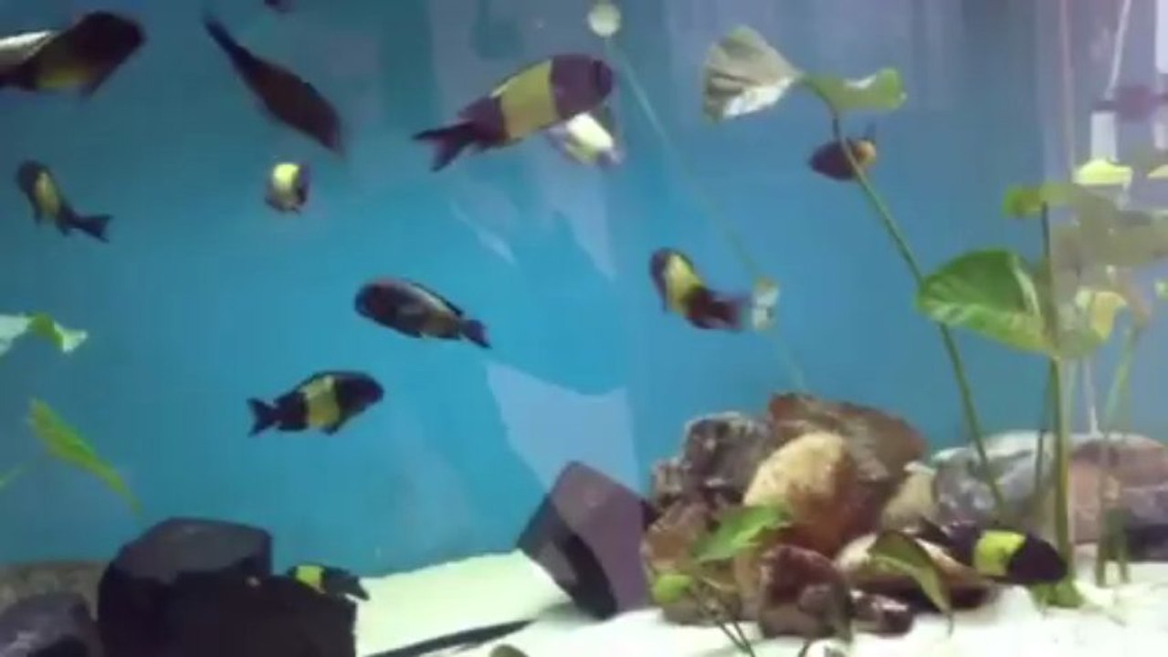 İKOLA KAİSER F0 16D 4E