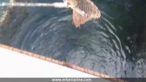 ERKE Marine, How to Catch a Calamary ? - www.erkemarine.com