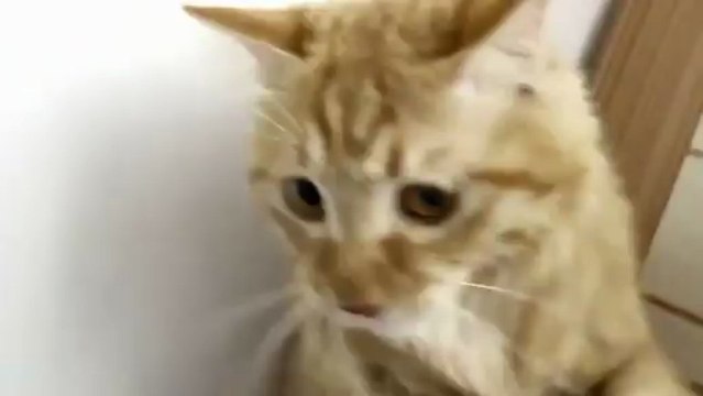 Chat lèche le tuyau d'aspirateur