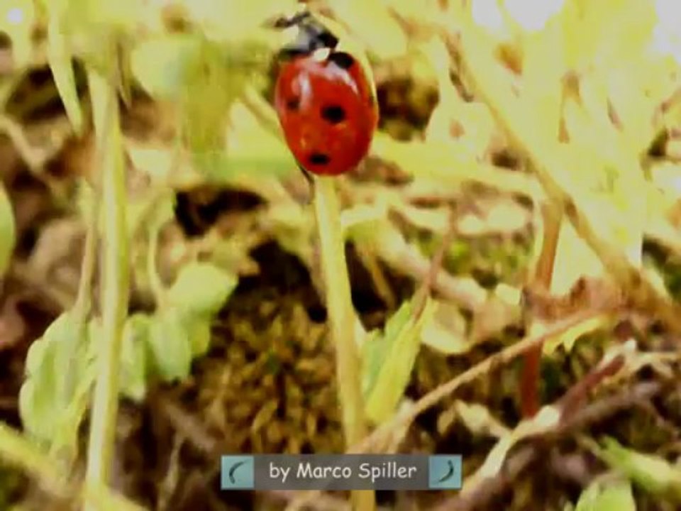 Coccinella septempunctata