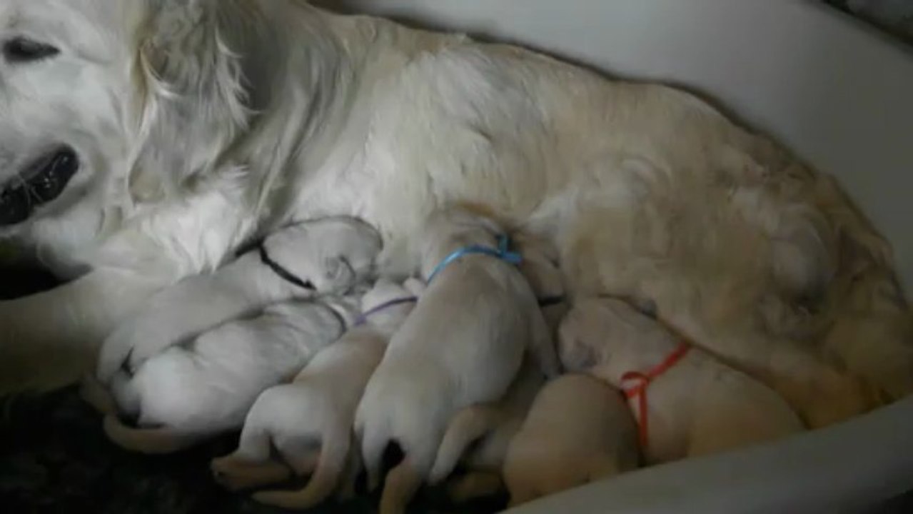 Les bébés Golden agés d'une semaine