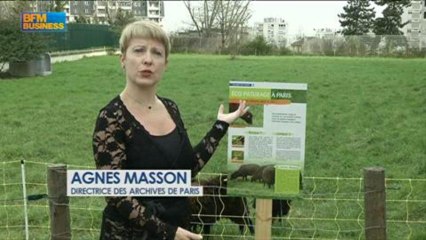 L'insolite du jour : Des brebis remplacent les jardiniers, dans Paris est à vous - 18 avril