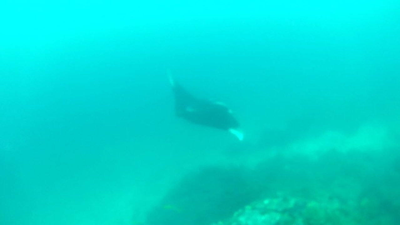 MANTA TIME